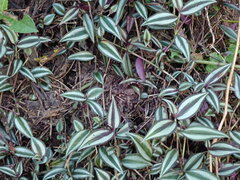 Tradescantia zebrina