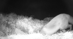 Vulpes vulpes fulvus