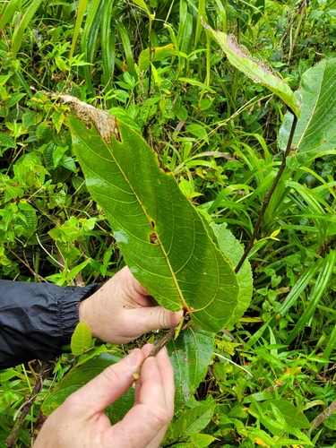 Ficus uniauriculata observed 2022-09-24