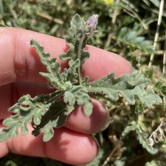 Chamaesaracha sordida