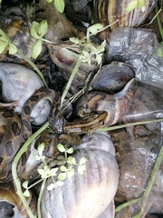 Leptodeira ashmeadii