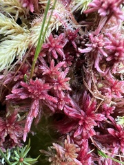 Sphagnum magellanicum