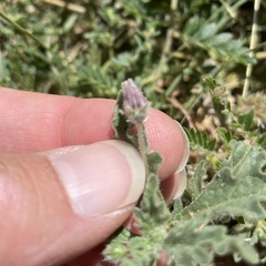 Chamaesaracha sordida