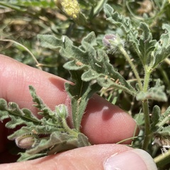 Chamaesaracha sordida