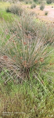 Juncus acutus