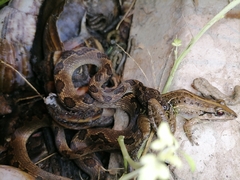 Leptodeira ashmeadii