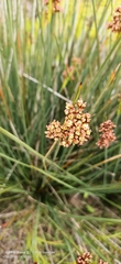 Juncus acutus