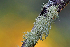 Usnea perplexans