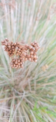 Juncus acutus