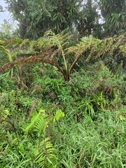 Cyathea