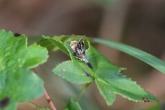 Prochoreutis inflatella
