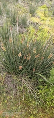 Juncus acutus