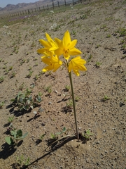 Zephyranthes bagnoldii
