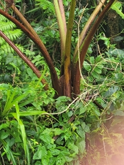Cyathea