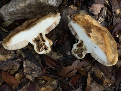 Tylopilus