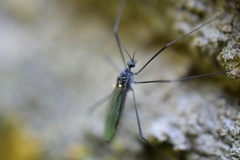 Gnophomyia tristissima