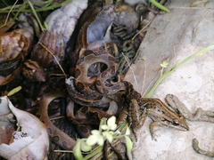 Leptodactylus fuscus