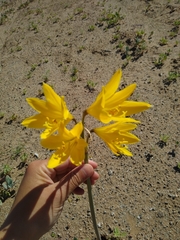 Zephyranthes bagnoldii