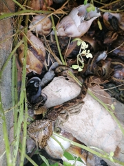 Leptodactylus fuscus