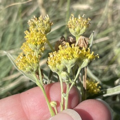 Hymenopappus