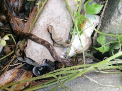 Leptodactylus fuscus