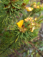 Pultenaea stipularis
