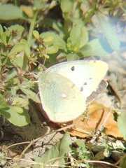 Colias poliographus