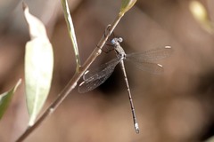 Archilestes californicus