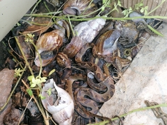 Leptodactylus fuscus