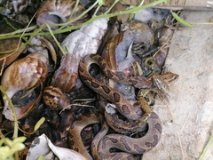 Leptodactylus fuscus