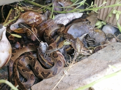 Leptodactylus fuscus