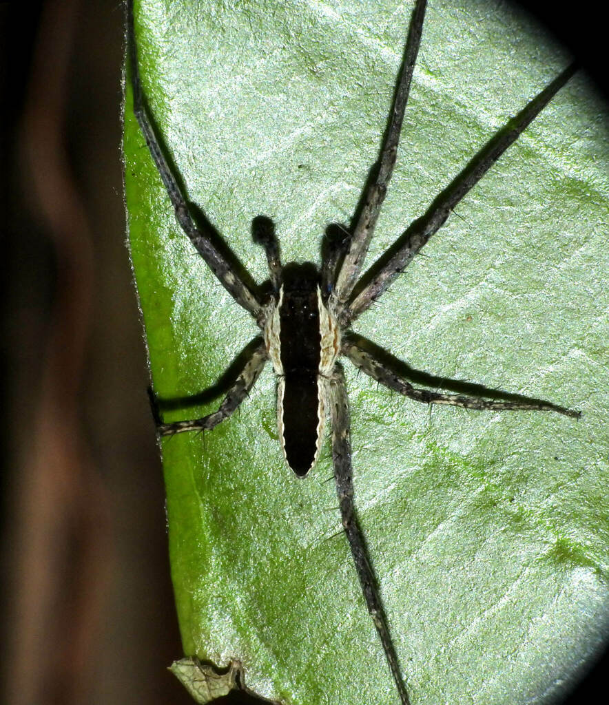 Dossenus marginatus