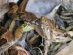 Leptodactylus fuscus