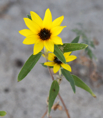 Helianthus pauciflorus