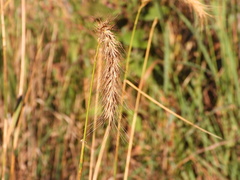 Elymus canadensis