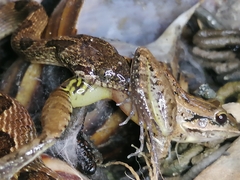 Leptodactylus fuscus