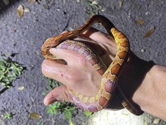 Pantherophis guttatus