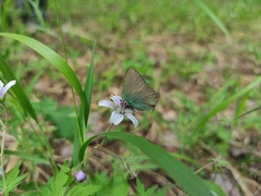 Callophrys rubi