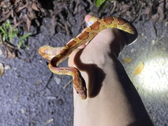 Pantherophis guttatus