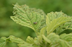 Disonycha glabrata