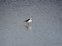 Himantopus leucocephalus