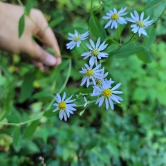Aster hispidus