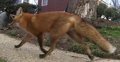 Vulpes vulpes fulvus