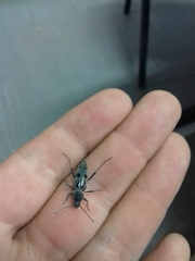 Chlorophorus glabromaculatus glaucus