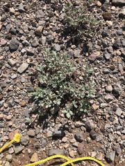 Tiquilia mexicana