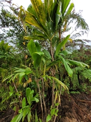 Cordyline fruticosa