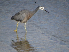 Egretta novaehollandiae novaehollandiae