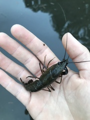 Procambarus clarkii