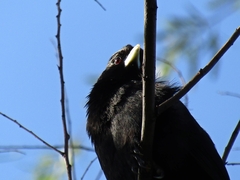 Icteridae