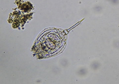 Rotifera